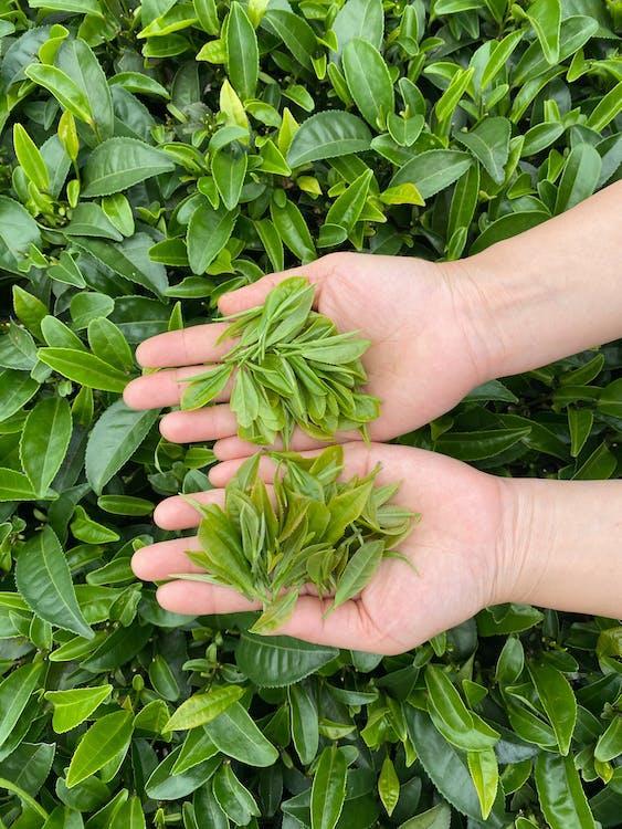Free Person Holding Green Leaves Stock Photo