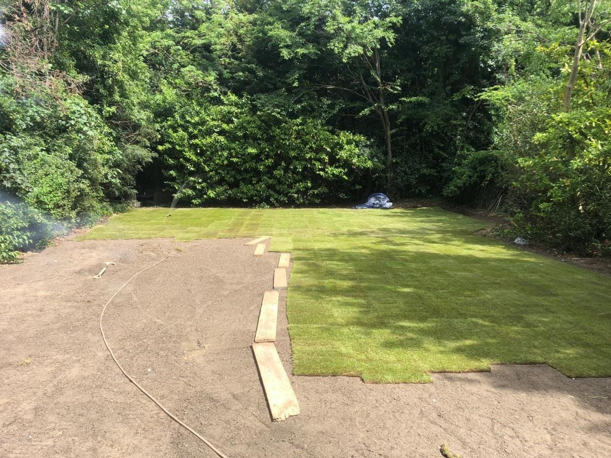 A tree in a park Description automatically generated