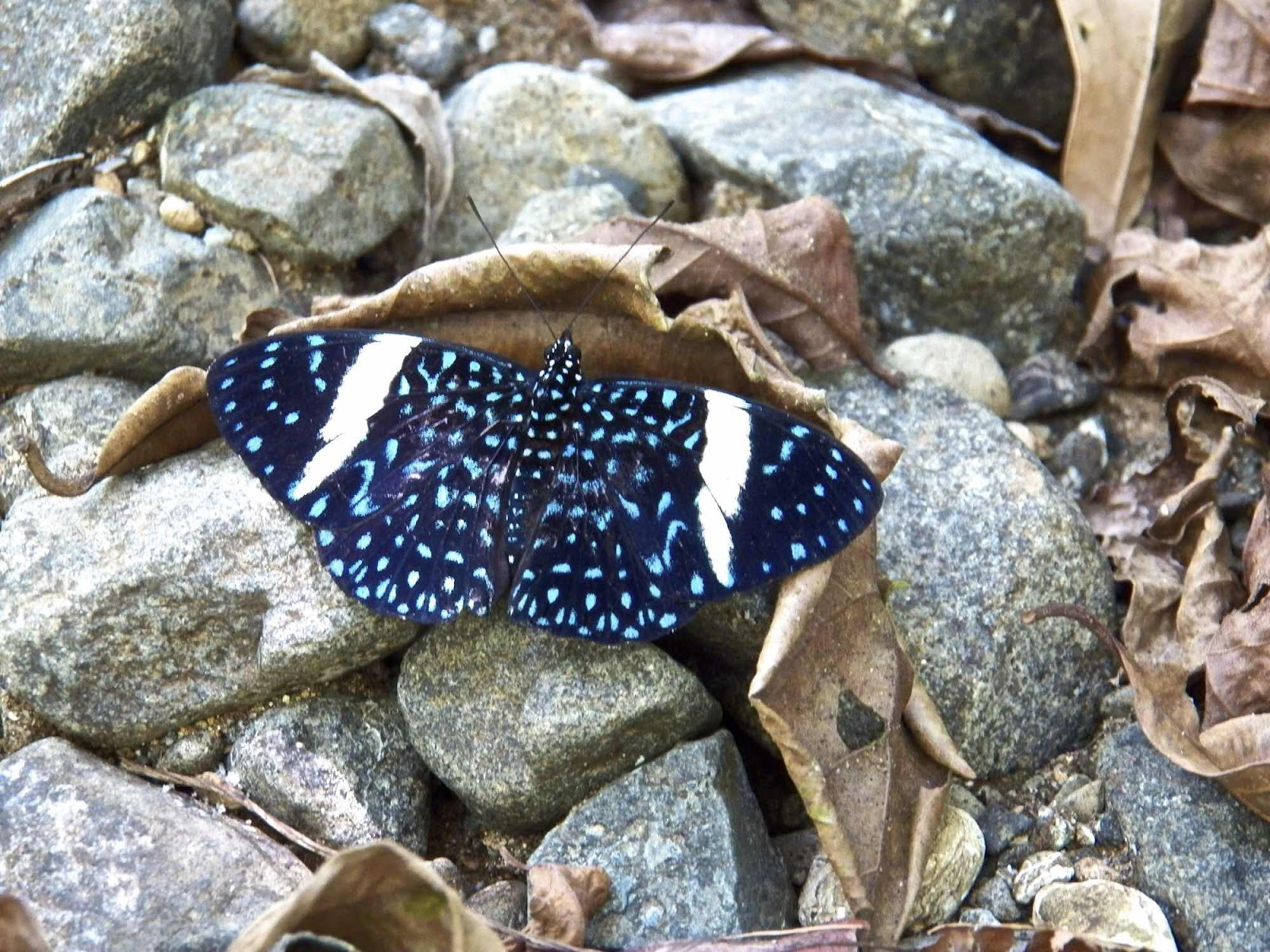 Butterfly, Nicuesa, Costa Rica