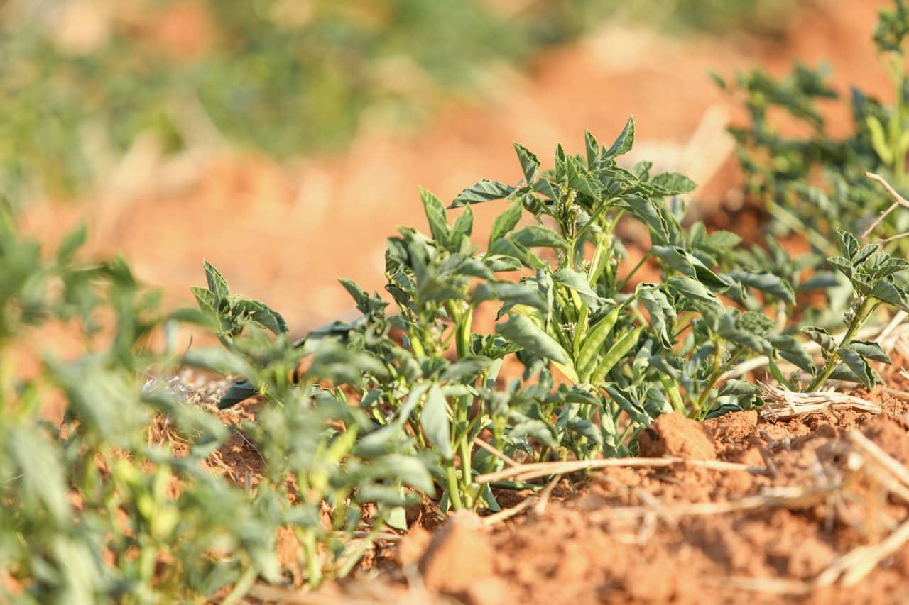 The Ultimate Guide To The Industrial Uses of Guar Gum