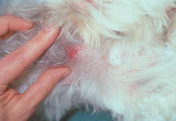 To evaluate a patient for demodicosis, scrapings must be deep, until capillary bleeding is observed. The skin should be squeezed to maximize the yield