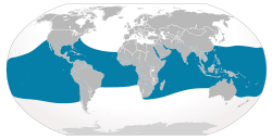 Distribución geográfica del tiburón ballena