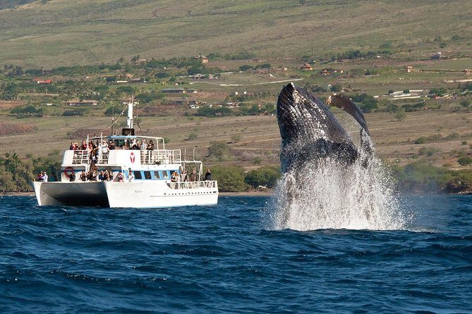 Maui Whale Watching Experience with Kids in Hawaii