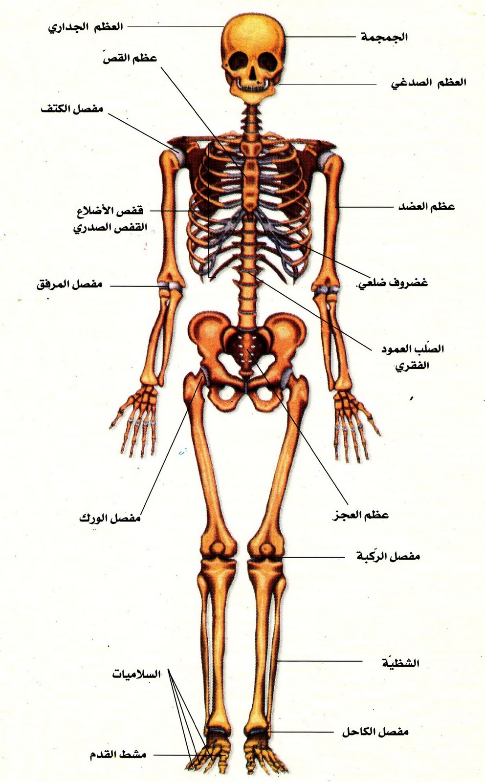 يعمل الجهاز الهيكلي مع الجهاز العضلي لمساعدة الحيوان على الحركة