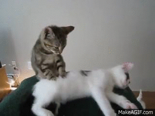 massage cat - llega adri a Manfred