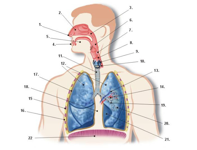 Aparell respiratori