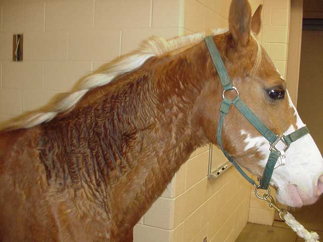 This horse shows the localized sweating pattern associated with Horner’s syndrome. It is often accompanied by unilateral ptosis, miosis, enophthalmos, and protrusion of the nictitans. 