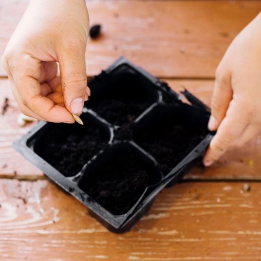 C:\Users\SONY\Desktop\стратификац\close-up-seeding-tray-on-the-table.jpg