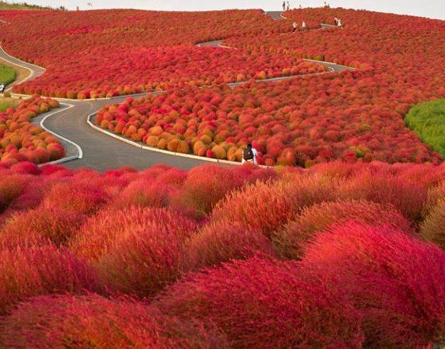 Botanic Notables: Autumn Colors in a Japanese Flower Park | Garden Design