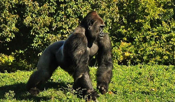 Behavioral Traits of Gorillas