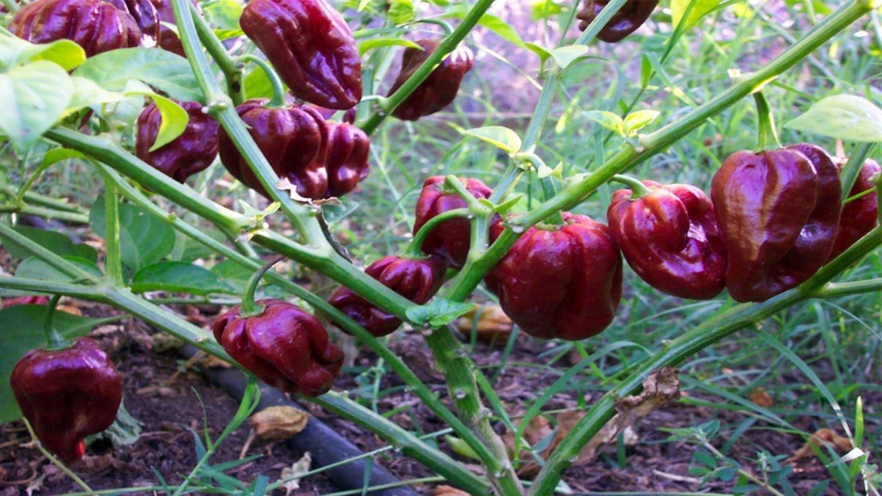 ⟹ Habanero Chocolate Pepper, aka Congo Black, Capsicum chinense, #pepper -  YouTube