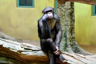 Thinking Monkey