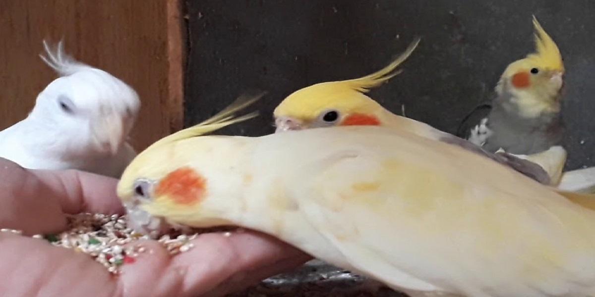 Papagaio comendo comidaDescrição gerada automaticamente