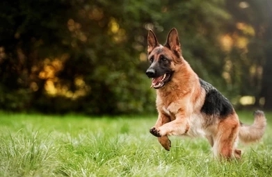 Why Do Dog Cough After Drinking Water? 4 Xkhz7EQKKv0RIFUNCvEGMN Onp7JQcbTvZeJ3QVA3 f9musNyLAT1oDEigcDqZ rRDRdp56CpokYXoqRJYiPh06rGVWdX GqwMDWVltSLEC WKZuiAsLhuJrVKrc1XjzyetrMsK54RXFw5NwWSfEWZo