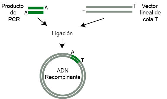 pcr y ligacion