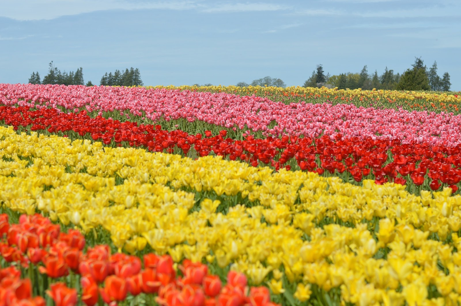 tulip fields for instagram photo spot