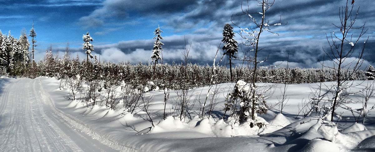 A cross country track lined by trees covered in snow at Larch Hills Nordic Society, Salmon Arm