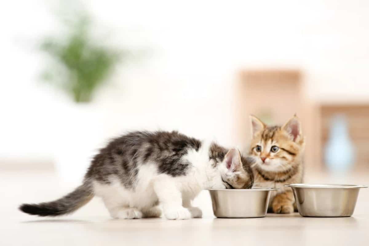 Merk Makanan Kucing Kitten