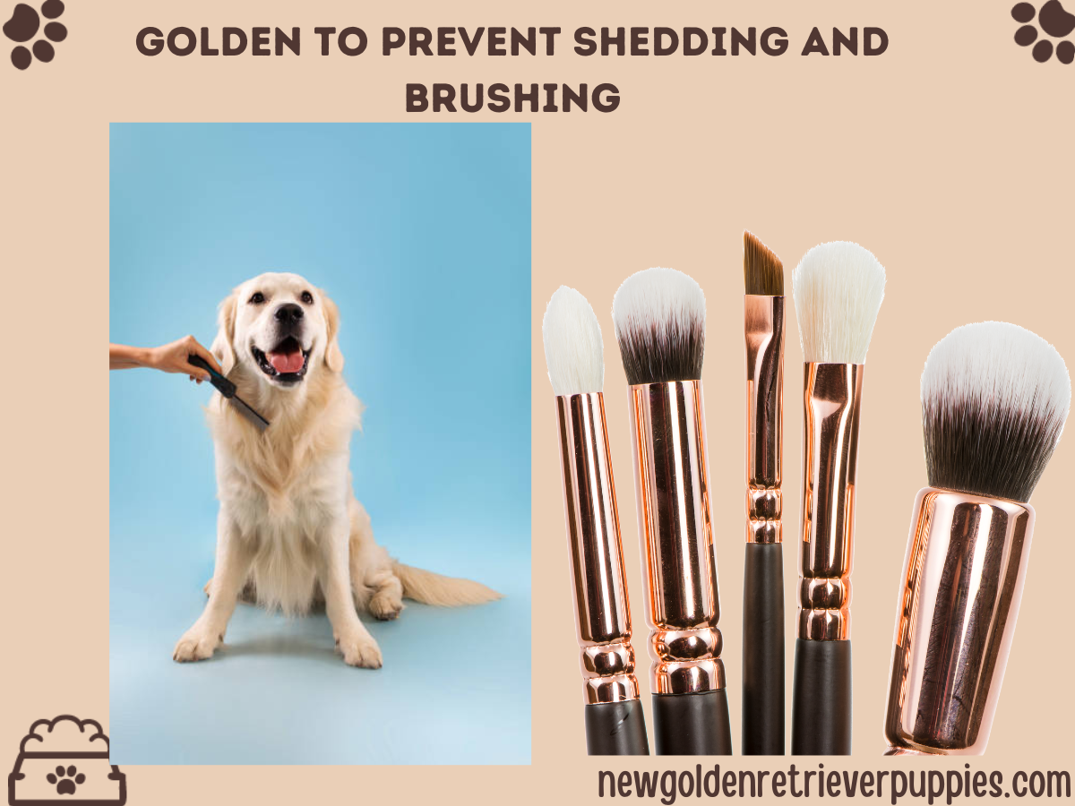 Description: Learn why shaving your Golden Retriever isn't the solution to shedding and brushing problems. Discover effective ways to manage shedding and grooming without resorting to shaving.