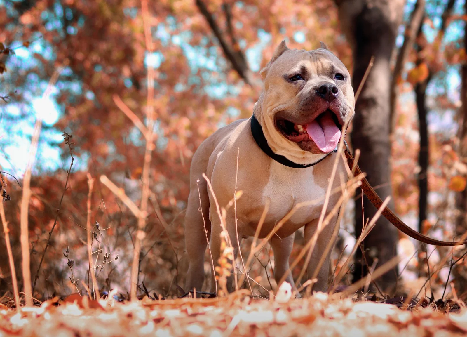 How to Train Your Pitbull to Be a Guard Dog