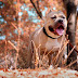 How to Train Your Pitbull to Be a Guard Dog