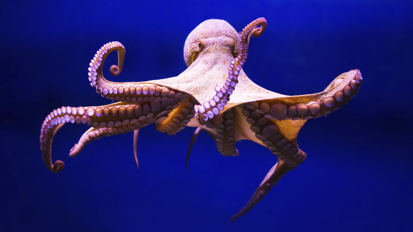 Where Are Octopuses Found