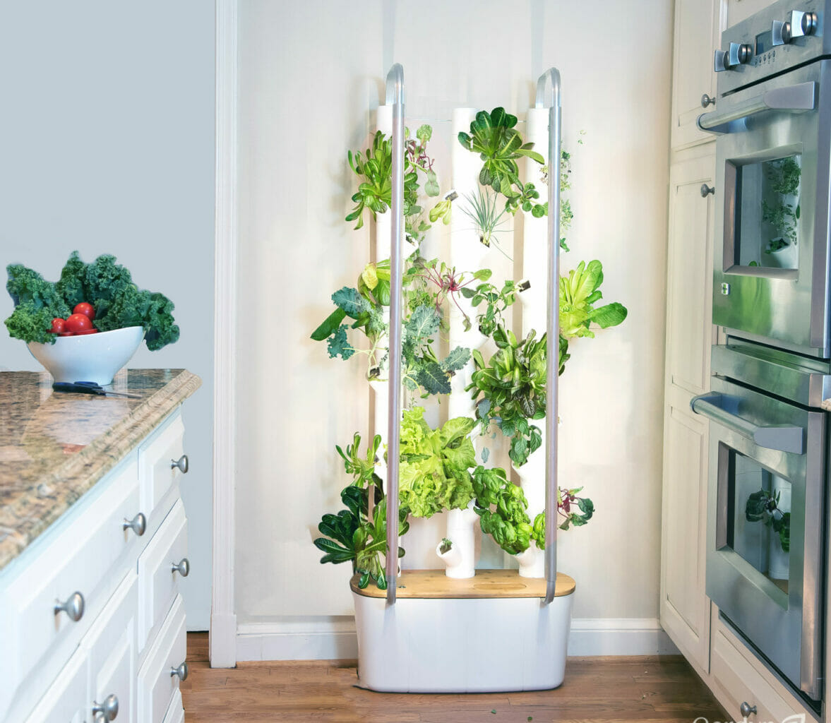 Hydroponic kitchen garden in Kenya