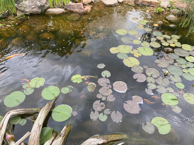 Koi, rocks, and water lilies in backyard pond.