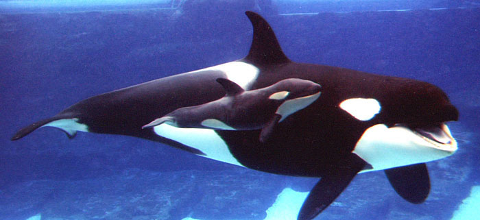 Killer whale with calf