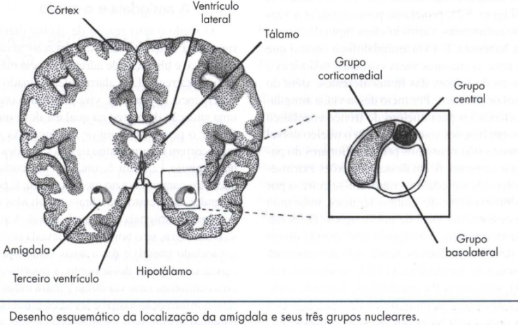 Neuroanatomia funcional