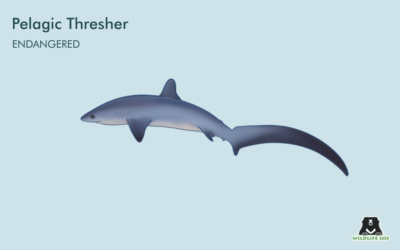 pelagic thresher