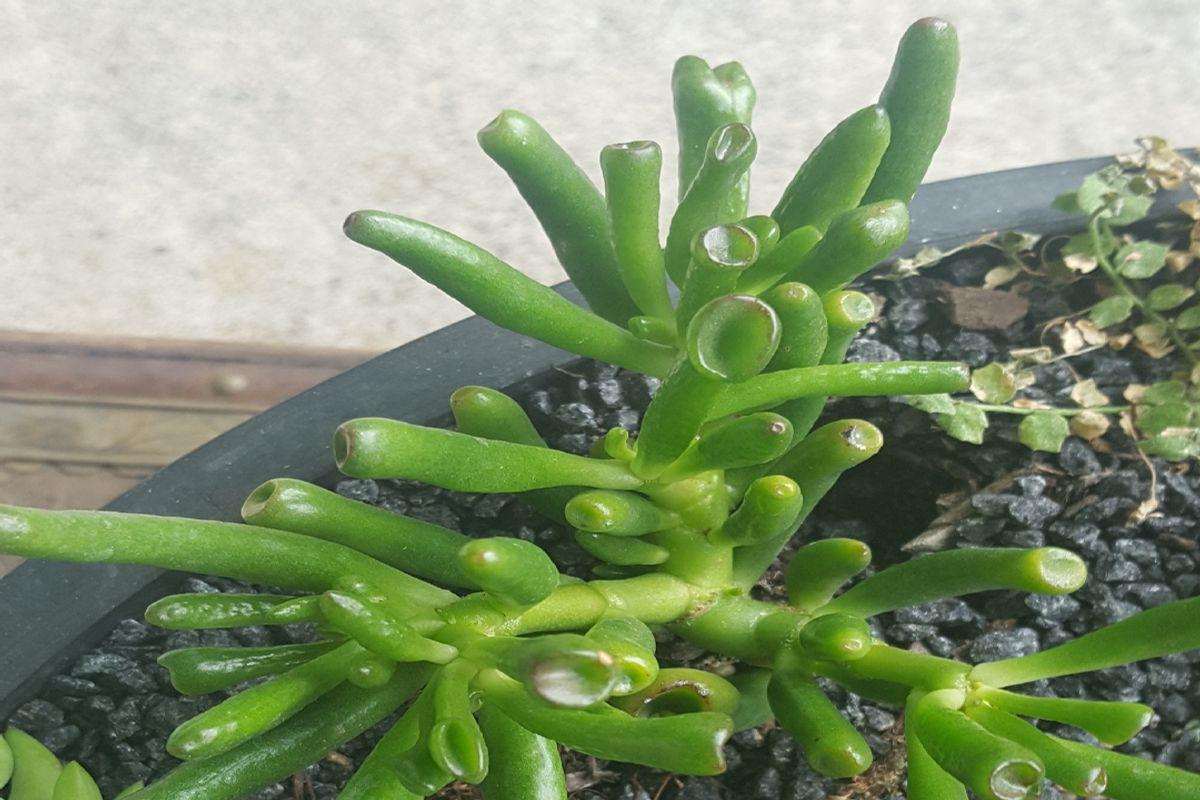 50+ Amazing Types of Jade Plants (Crassula Ovata)