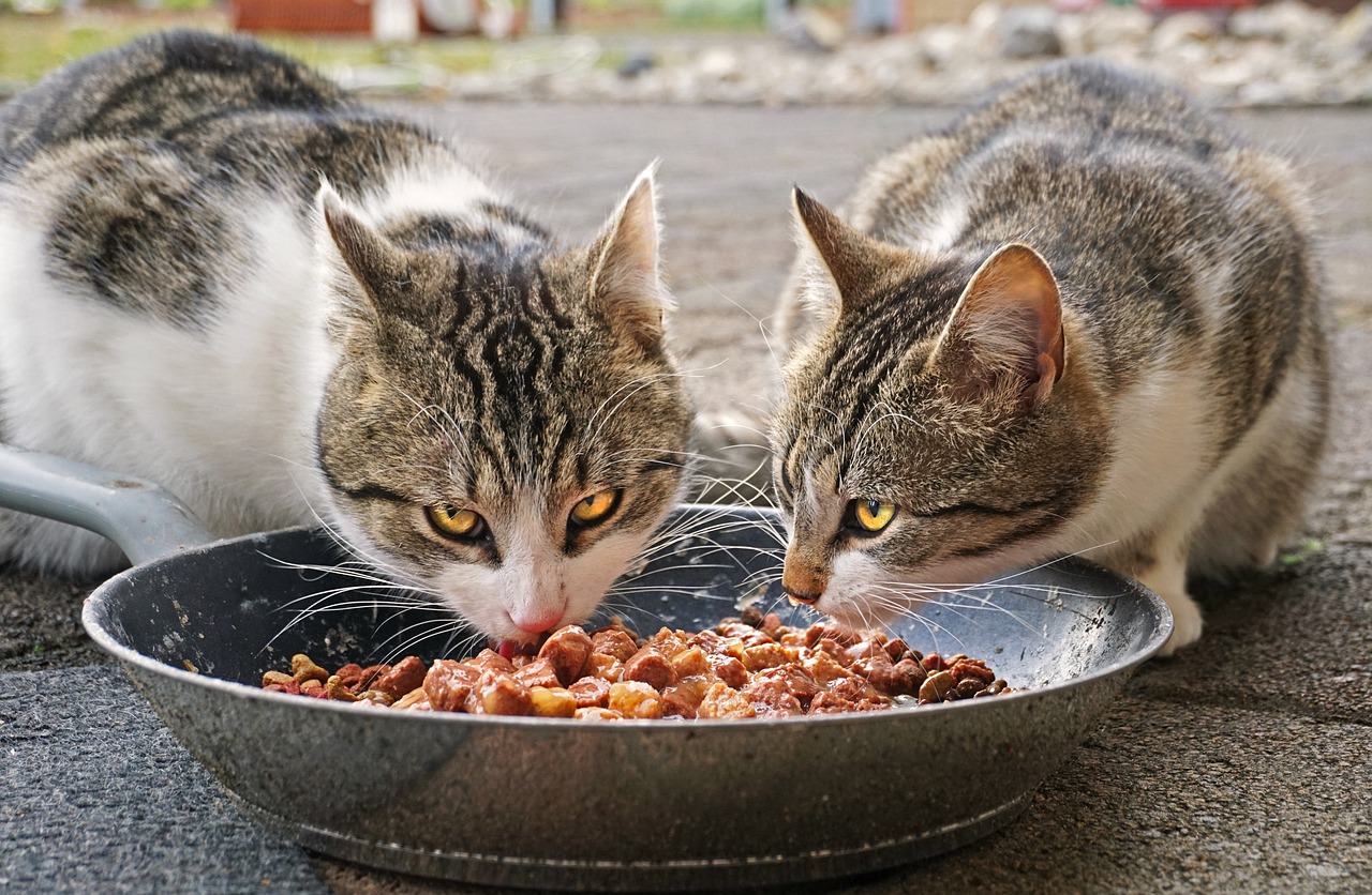 едят ли кошки сырое мясо