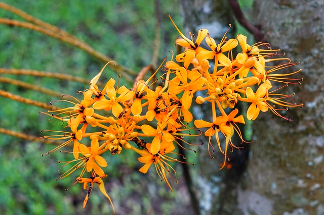 trees name in hindi
