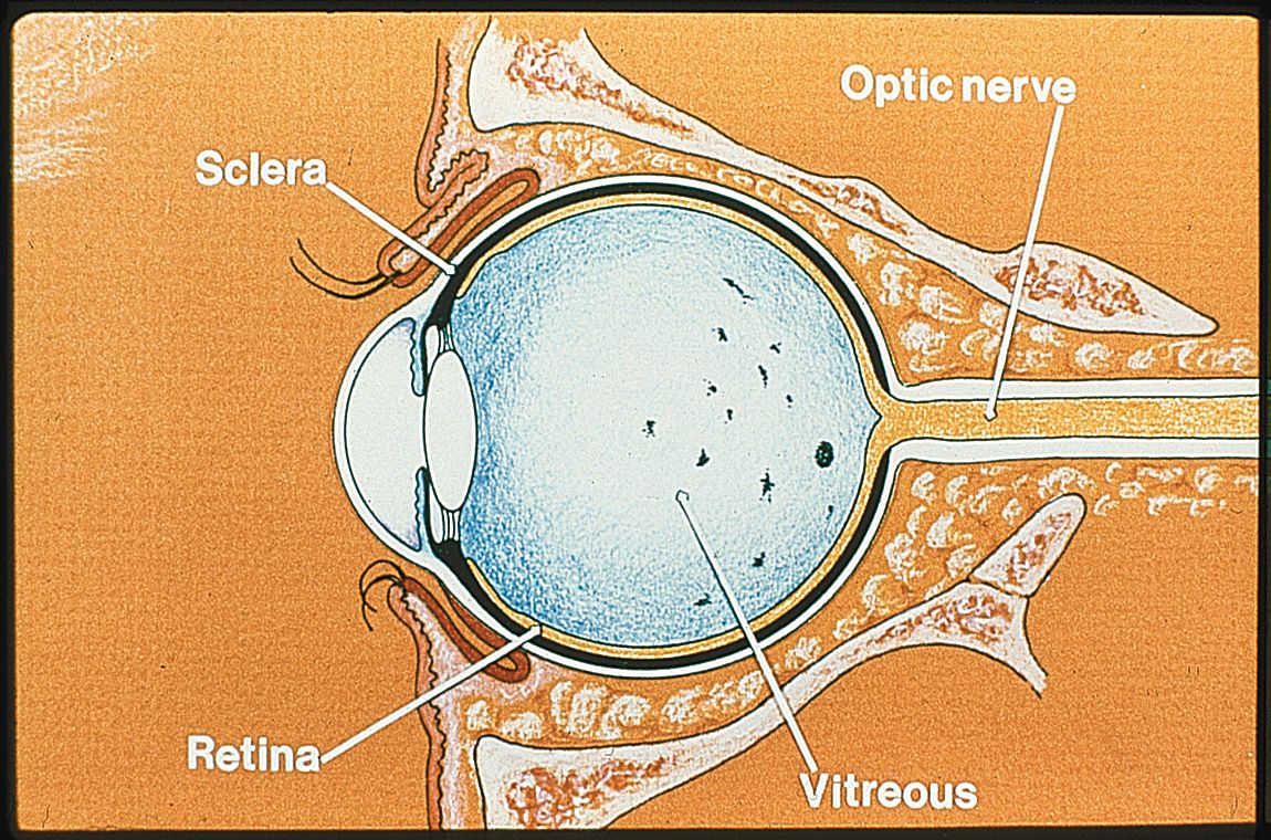 Diagram of human eye