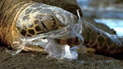 The animals that are being harmed by plastic bags - BBC Newsbeat