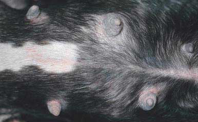Perinipple lichenification, a minor form of atopic dermatitis in a French Bulldog