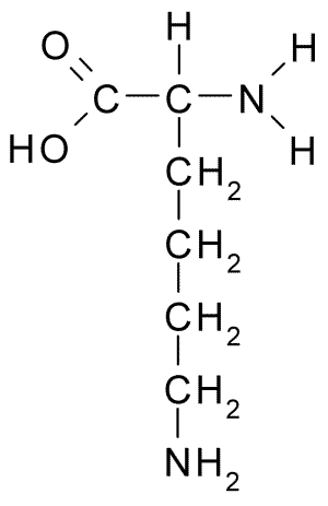 C:\Users\TRI WINDARI\AppData\Local\Microsoft\Windows\Temporary Internet Files\Content.Word\L-Lysine.png