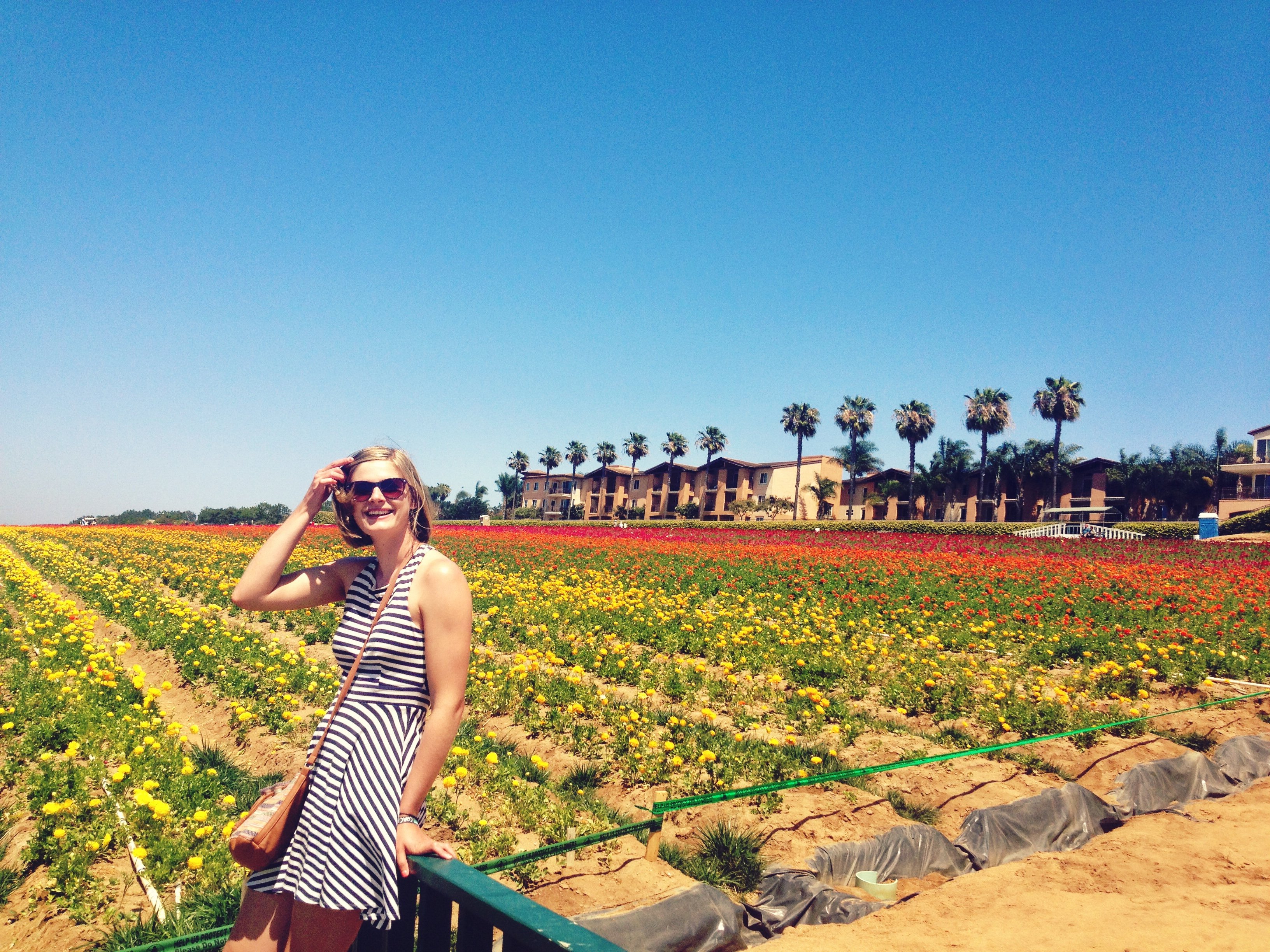 Flower Fields in Carlsbad, San Diego | southern California attractions