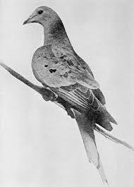 Image result for martha passenger pigeon