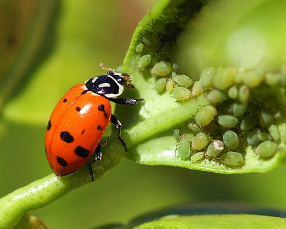 Place some ladybugs and wasps in your garden.