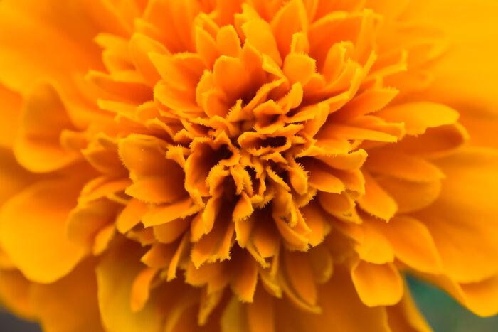 Hoa Marigold giúp thúc đẩy quá trình chuyển hóa các chất của gan