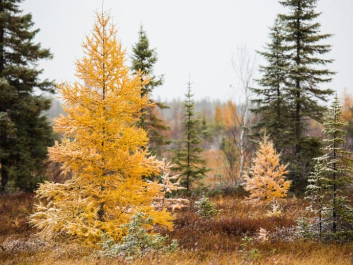 What are the fire characteristics of tamarack wood