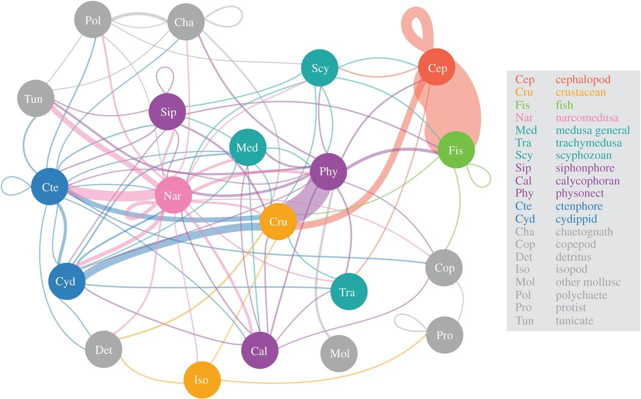 The diagram as described in the caption shows a considerable amount of predation within the cephalopod group and predation of crustaceans by cephalopods. The narcomedusae predate several other groups, including ctenophores, siphonophores, crustaceans, other animals, as well as others within the narcomedusae group. Fish, ctenophores, a species of siphonophores, and two other animals predate within their groups. Crustaceans are predated by animals from every group shown except for fish. Many other groups and subgroups are connected through thin lines of predation.