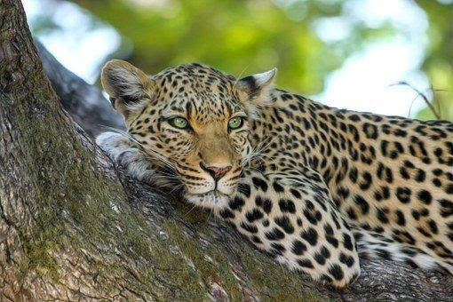 Leopard, Wildcat, Big Cat, Botswana