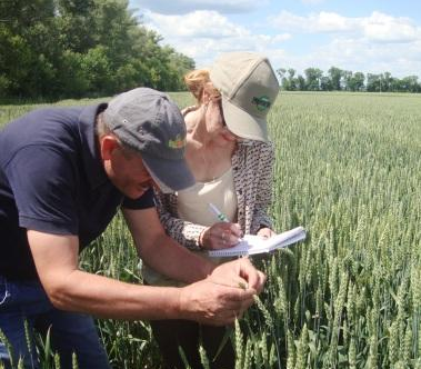 В Україні розпочинається перший етап проведення польового оцінювання  насінницьких посівів – Головне управління Держпродспоживслужби в  Херсонській області