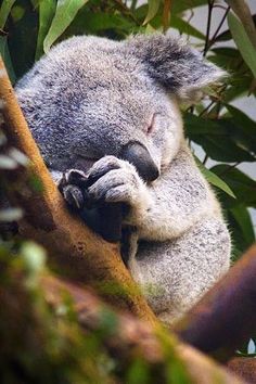 Image result for fluffy koalas