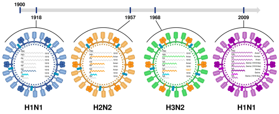 Linha do tempo do surgimento de diferentes variantes do vírus Influenza