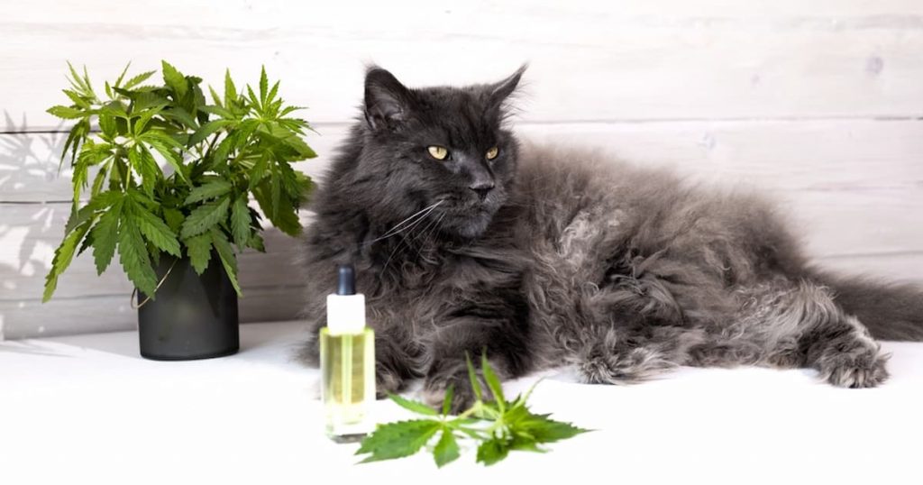 best cbd treats for cats with anxiety