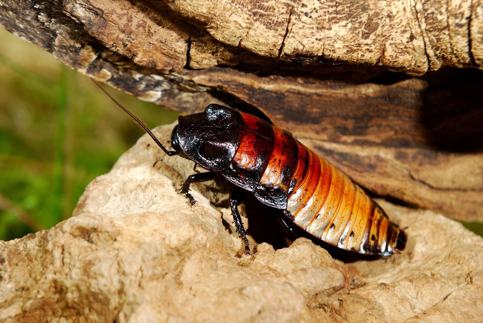 Hissing Cockroach